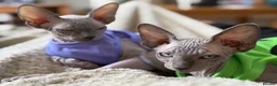 Sphynx cats for sale: Two Sphynx Boys Looking for Their Forever Home ❤️ - Advert 6