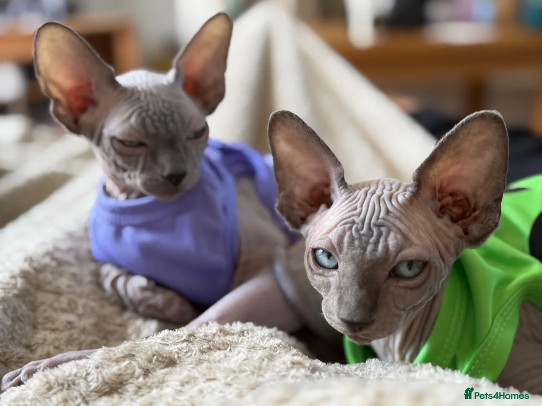 Sphynx cats for sale: Two Sphynx Boys Looking for Their Forever Home ❤️ - Advert 6