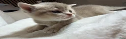 British Shorthair cats for sale: Beautiful British Shorthair Kittens  in Ilford - Advert 7