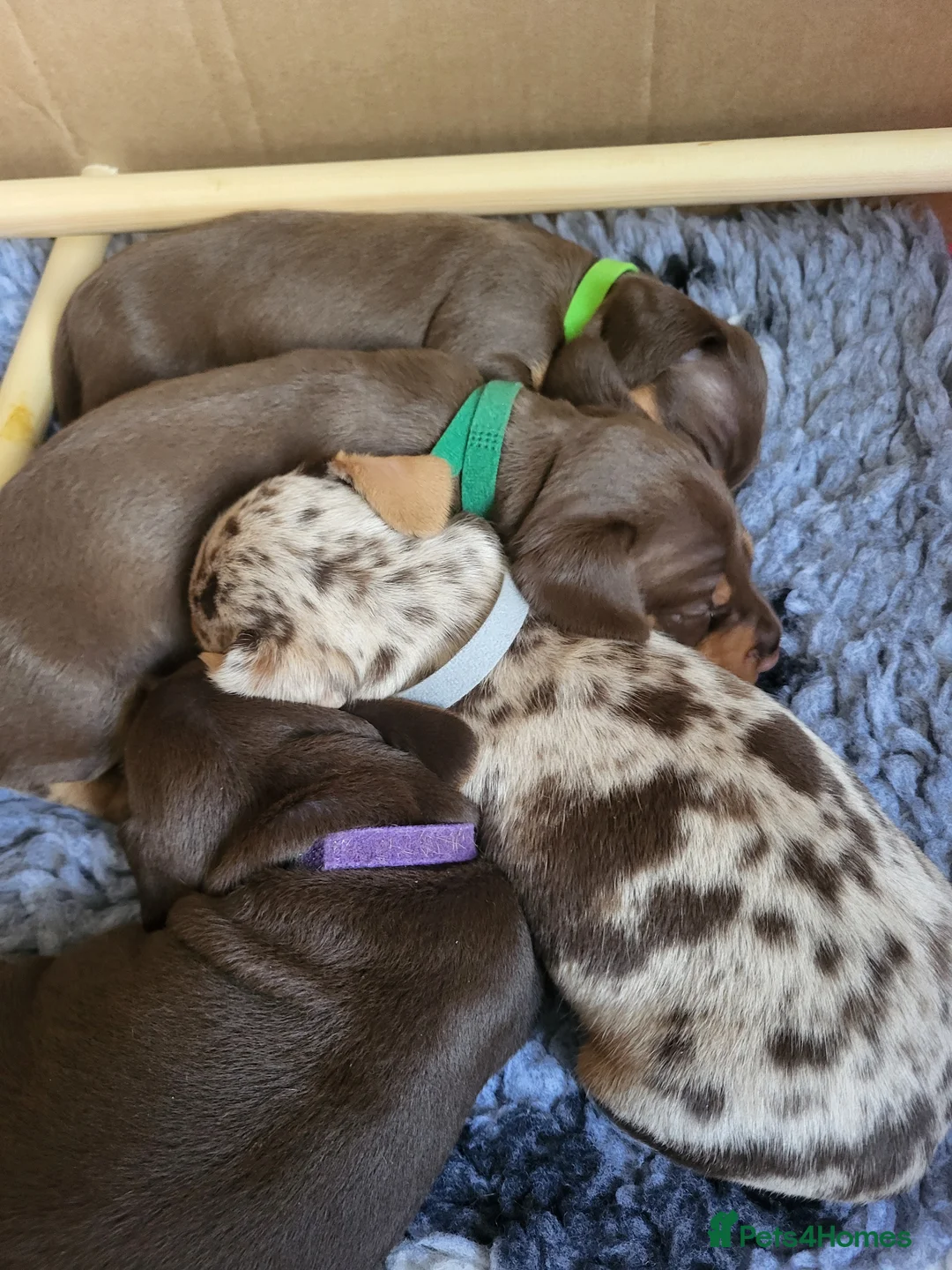 Miniature Dachshund dogs for sale: ​🐾 Beautiful Miniature Dachshund Puppies 🐾 - Advert 1