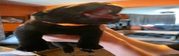 Cane Corso dogs for sale: Cane corso - Advert 10