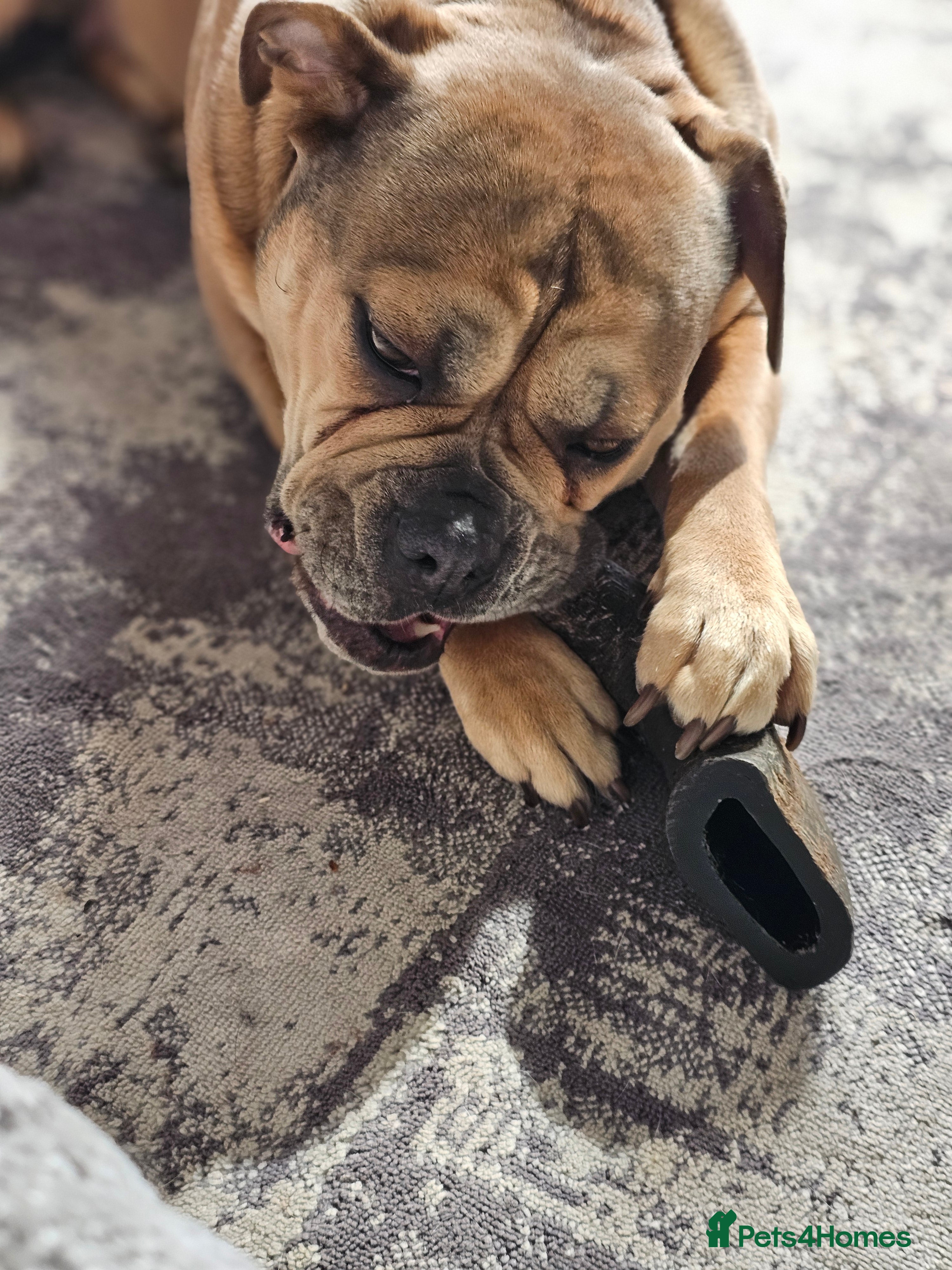 Mixed Breed dogs 💕 Ivy-Old Tyme Bulldog × American Bulldog 💕 - Advert 8