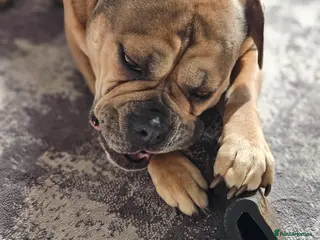 Mixed Breed dogs 💕 Ivy-Old Tyme Bulldog × American Bulldog 💕 - Advert 13