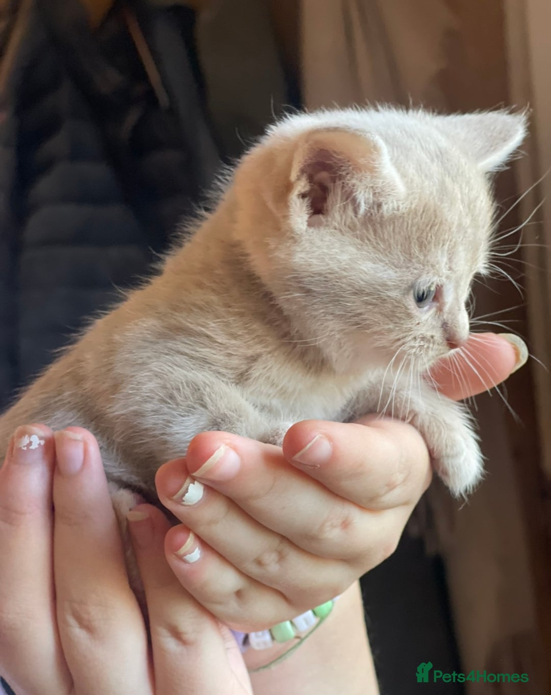 British Shorthair cats for sale: Stunning British shorthair - Image 19