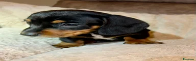 Miniature Dachshund Puppy 1