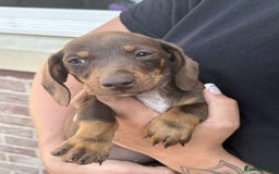 Mixed Breed dogs for sale: Patterjack x daxies  - Image 4