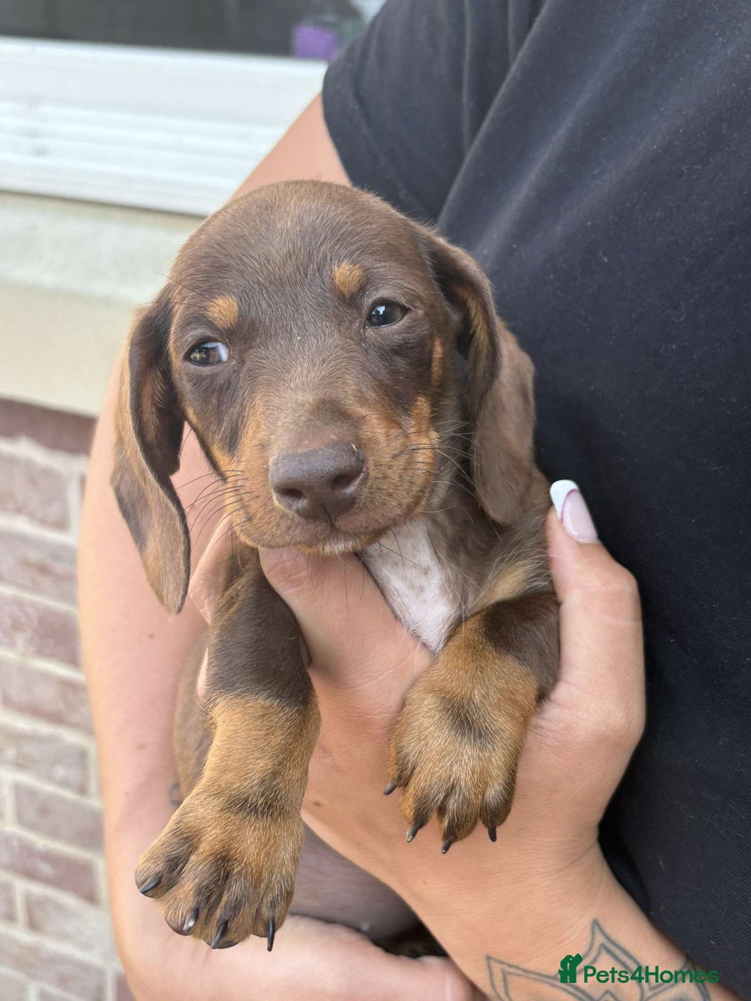 Mixed Breed dogs for sale: Patterjack x daxies  - Image 4