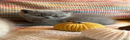 British Shorthair cats for sale: British Shorthair Girls - Advert 6