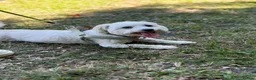 Mixed Breed dogs for adoption: 🤍MICKEY🤍 - A Fluffy Little Boy for a Family🐾 - Advert 12