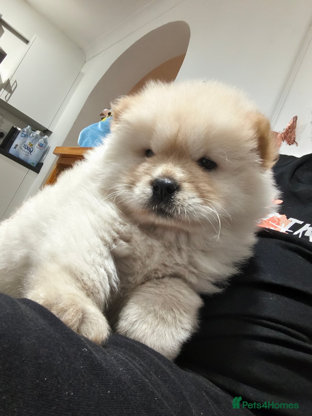 Chow Chow dogs for sale: Chow chow - Image 9