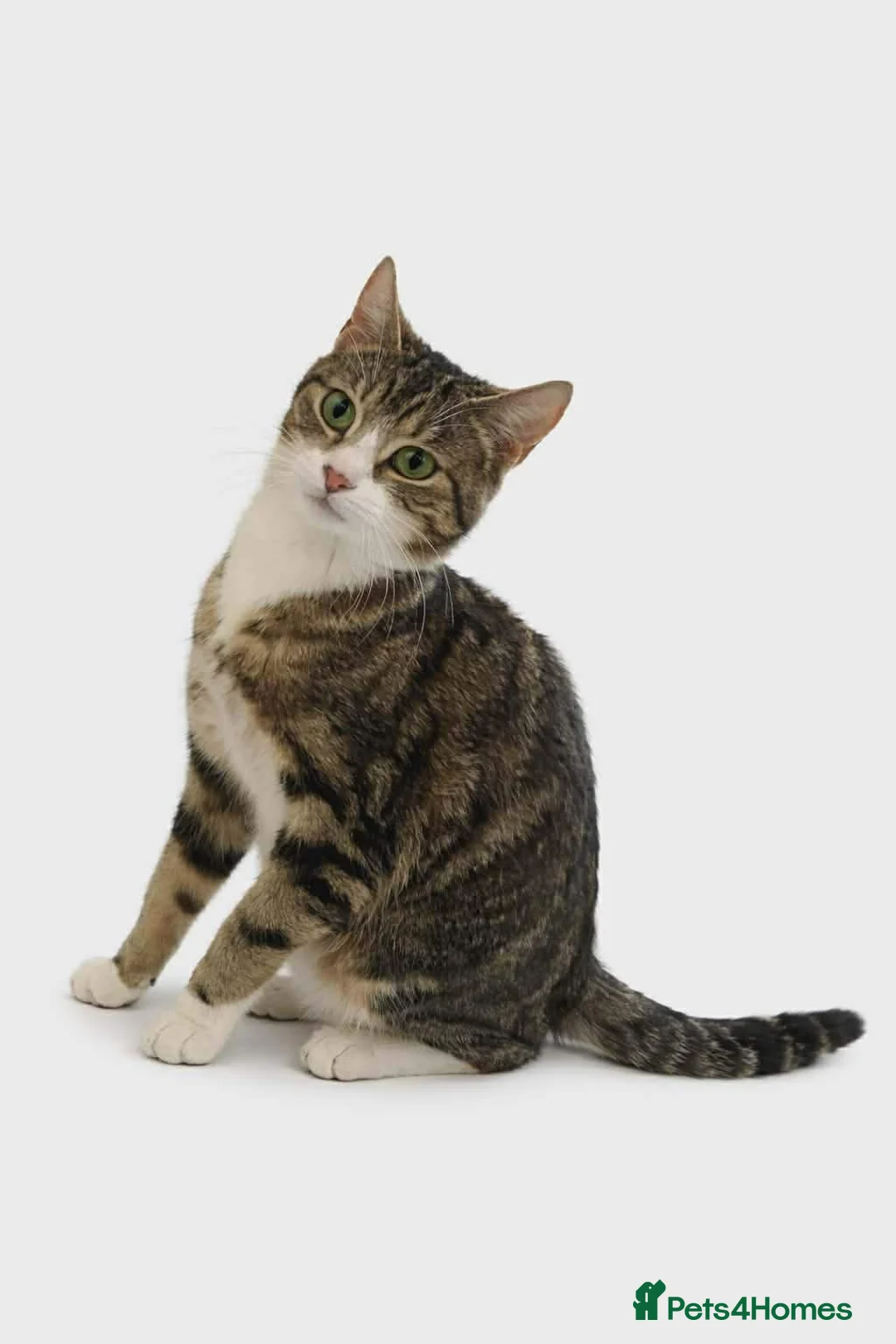 Mixed Breed cats for sale: 3 beautiful male tabby kittens  - Advert 1