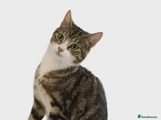 Mixed Breed cats 3 beautiful male tabby kittens - Advert 8