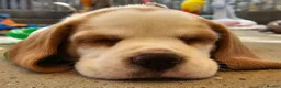 Beagle dogs for sale: Stunning KC Registered Beagle Pups- Ready 24.08.26 in Thirsk - Advert 1