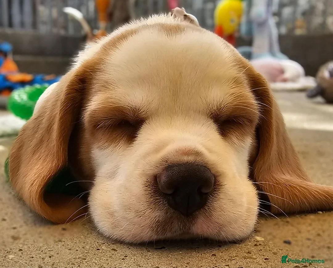 Beagle dogs for sale: Stunning KC Registered Beagle Pups- Ready 24.08.26 in Thirsk - Advert 1