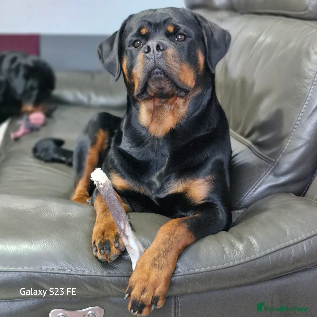 Rottweiler dogs for sale: LEGACY'S IN THE MAKING!! REX & MAGIC - Advert 19