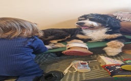 Bernedoodle dogs for sale: Gentle Giant Bernedoodles - Image 16
