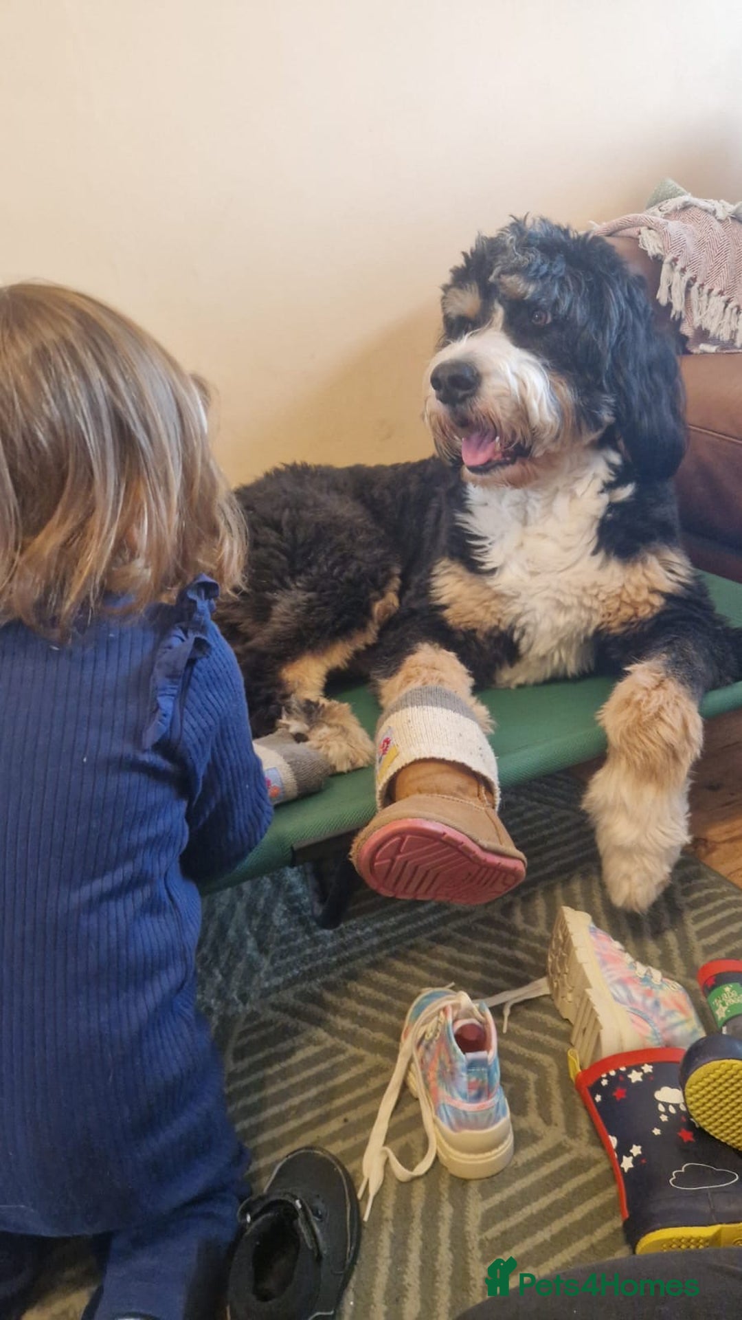 Bernedoodle dogs for sale: Gentle Giant Bernedoodles - Image 16