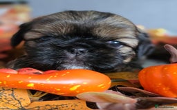 Shih Tzu dogs for sale: Shih tzu puppies - Image 5
