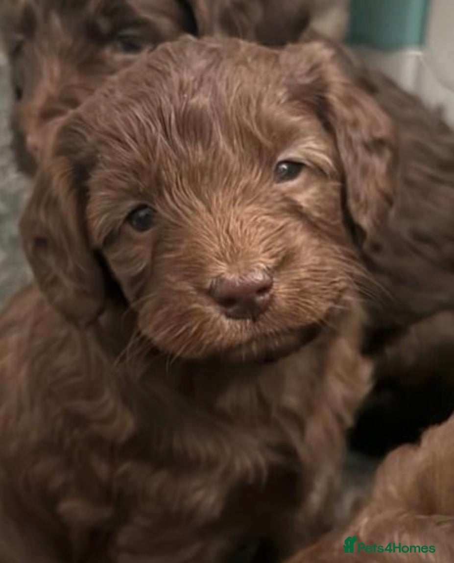 Mixed Breed dogs Gorgeous Multigen puppies - Advert 2