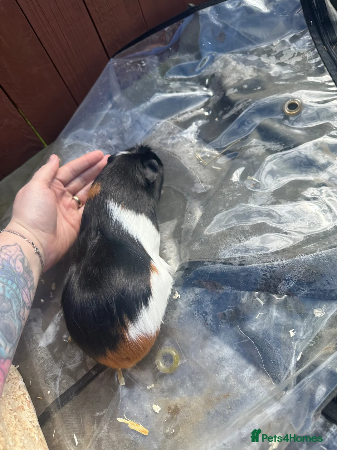 Guinea Pig rodents for sale: Female guinea pigs  - Advert 5