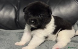 Akita dogs for sale: American Akita pups - Image 3