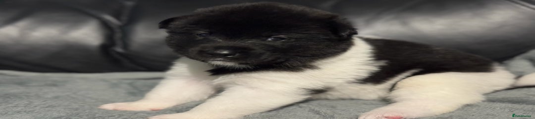 Akita Puppy 2