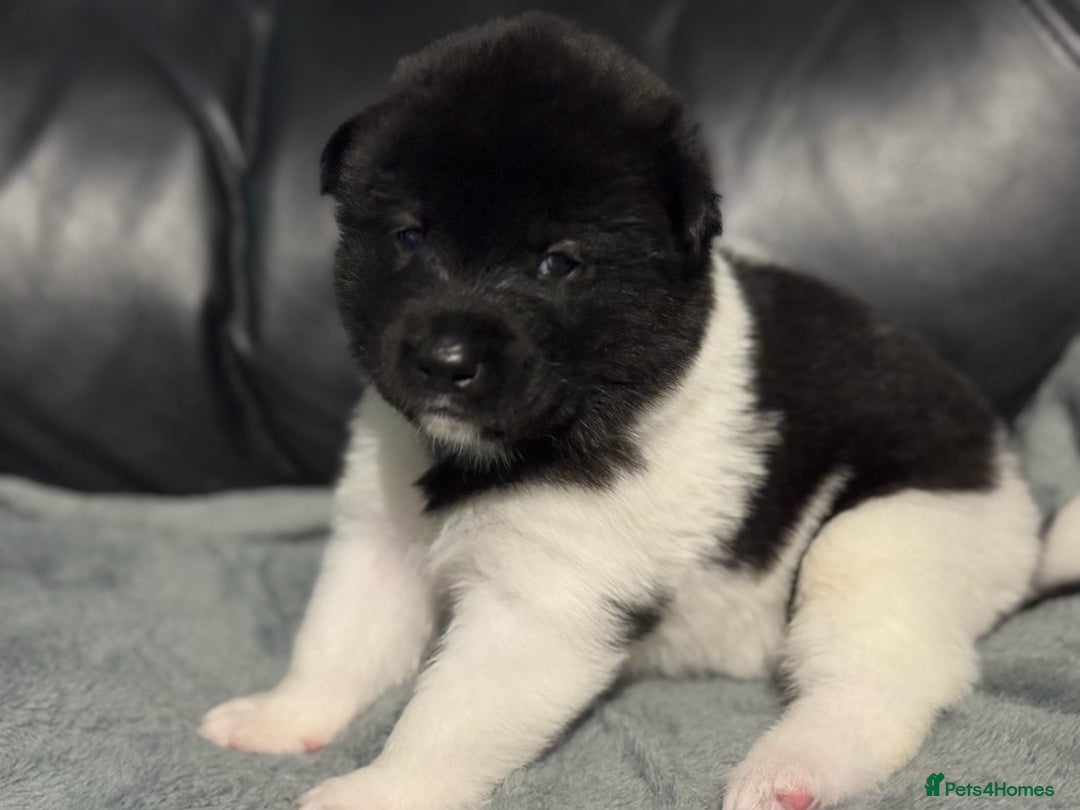 Akita dogs for sale: American Akita pups - Image 3