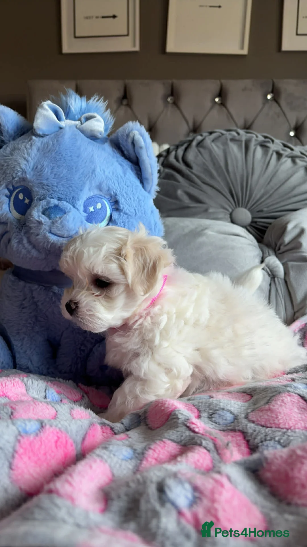 Maltese dogs for sale: Gorgeous tiny Korean Maltese puppies 🐶  - Advert 8