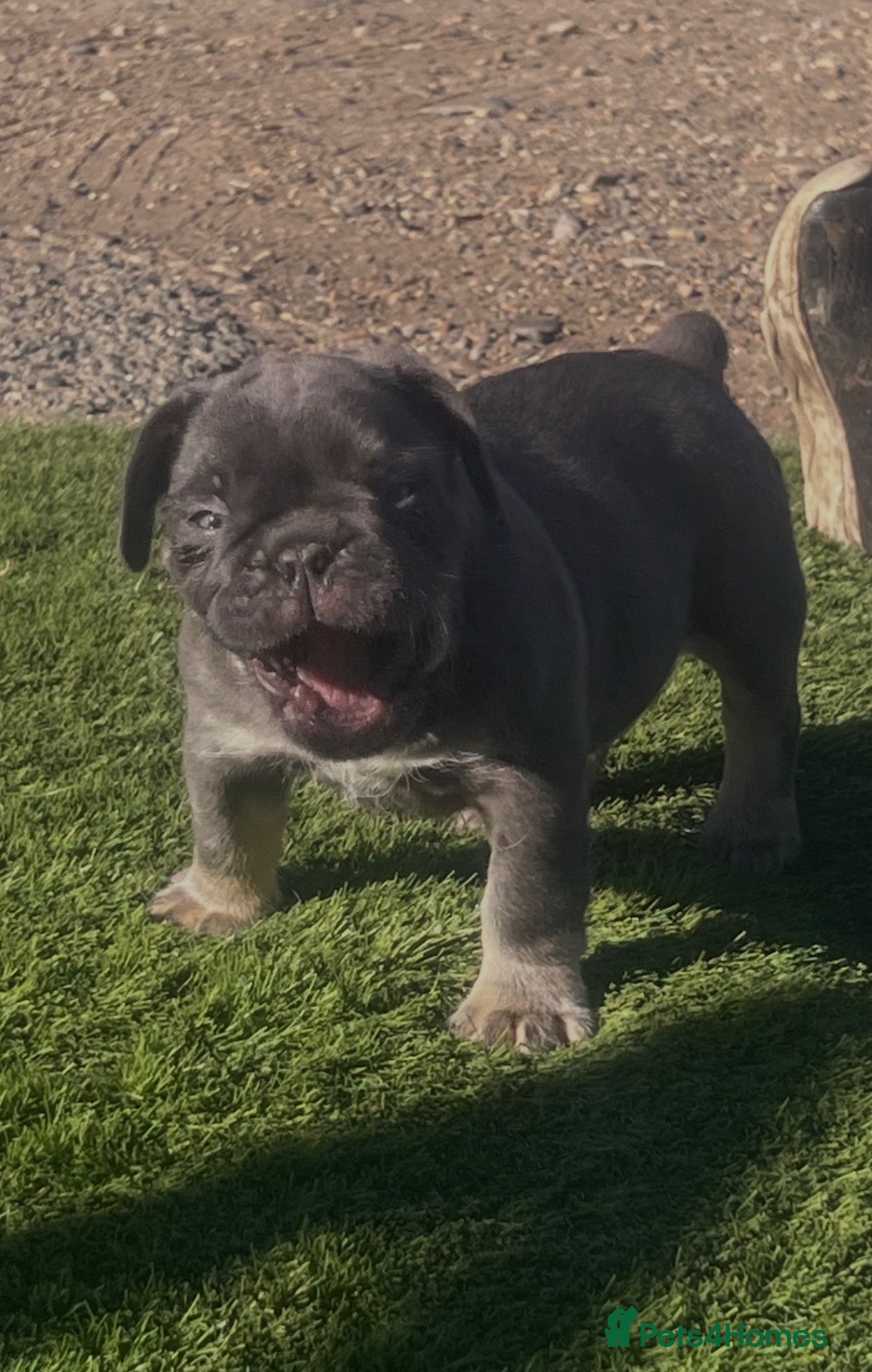 English Bulldog dogs Stunning English bulldog puppies - Advert 2