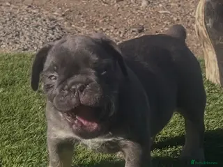 English Bulldog dogs Stunning English bulldog puppies - Advert 2