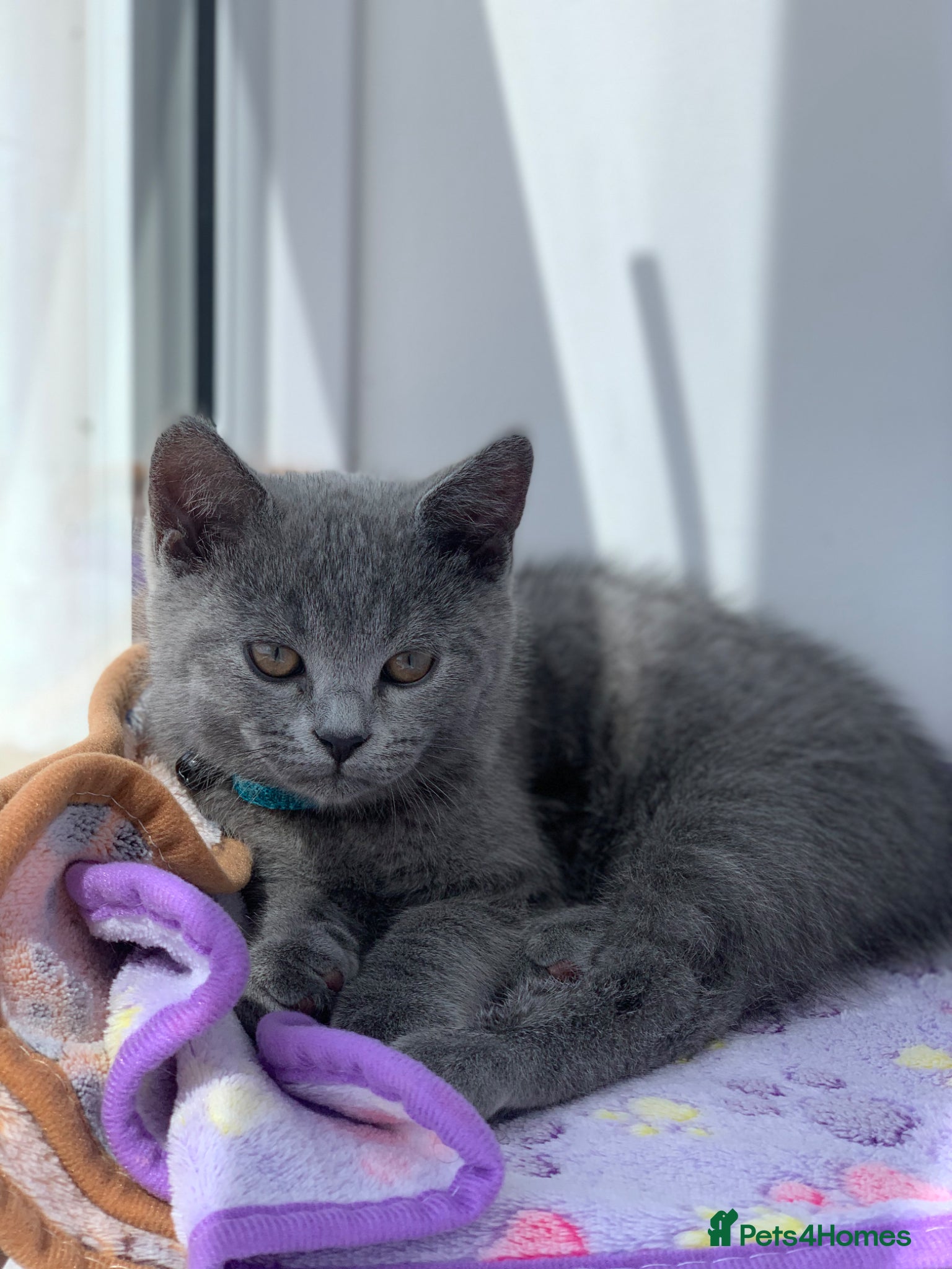 British Shorthair cats British Shorthair Kittens–Ready for Loving Home 🐾 - Advert 3