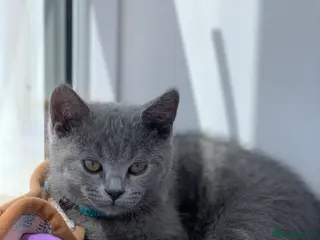 British Shorthair cats British Shorthair Kittens–Ready for Loving Home 🐾 - Advert 3