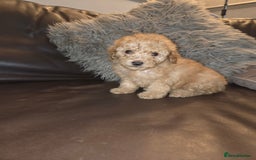 Toy Poodle dogs for sale: Beautiful Toy Poodle puppies - Image 6