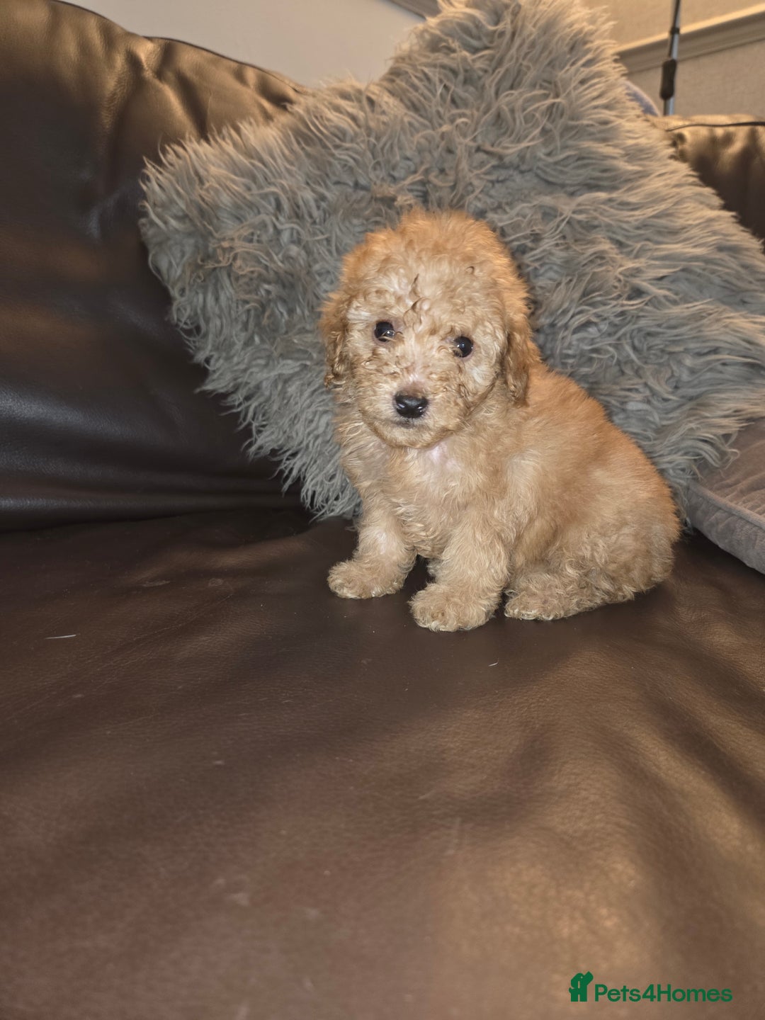 Toy Poodle dogs for sale: Beautiful Toy Poodle puppies - Image 6