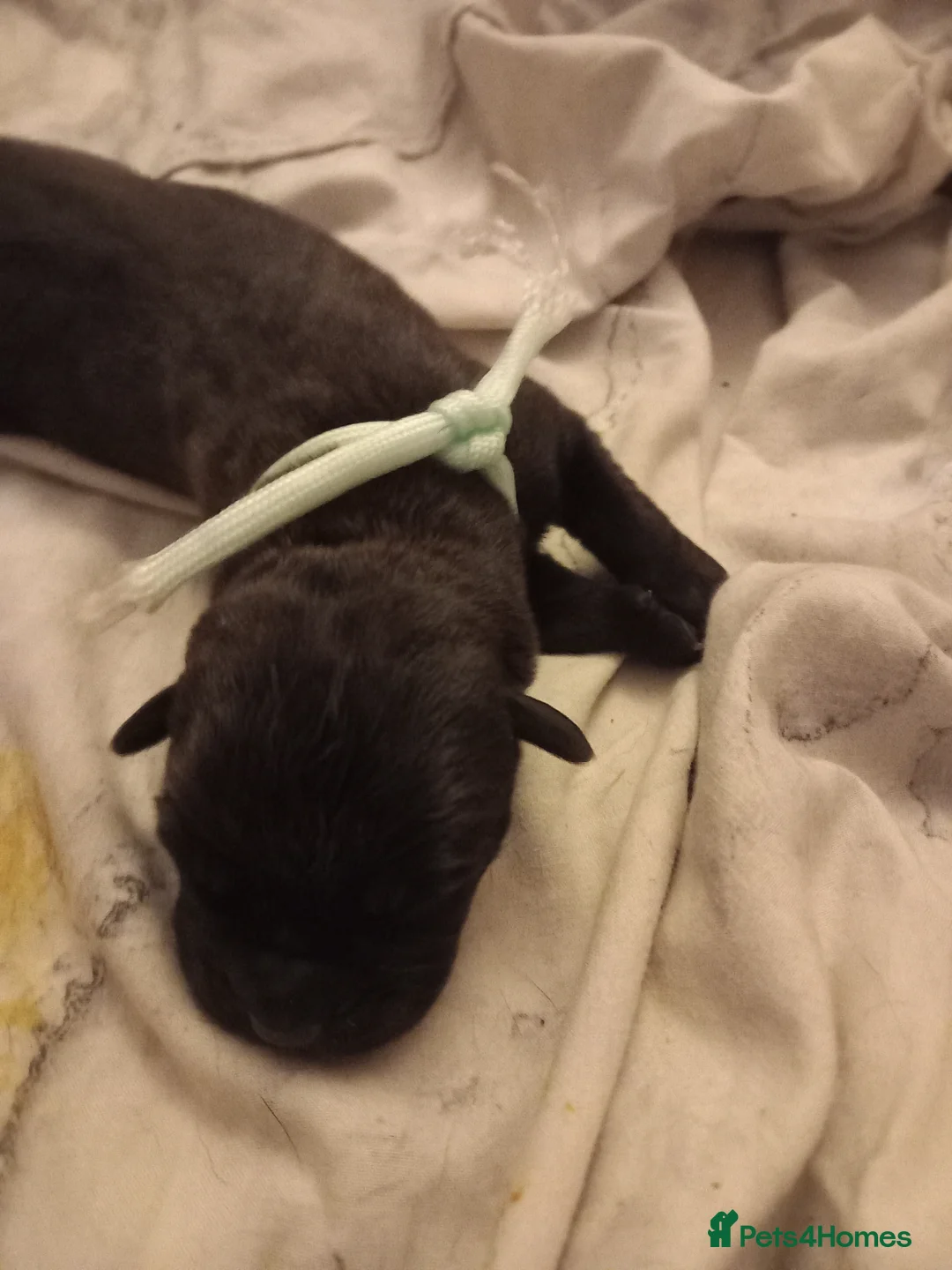 Cane Corso dogs for sale: 10 Cane Corso Puppies - Advert 3