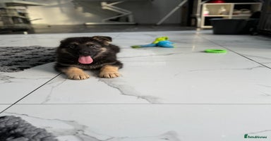 German Shepherd dogs - Advert 1