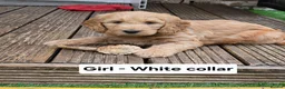 Goldendoodle dogs for sale: 🦮 Adorable F3 Goldendoodle. Parents DNA clear. - Advert 21