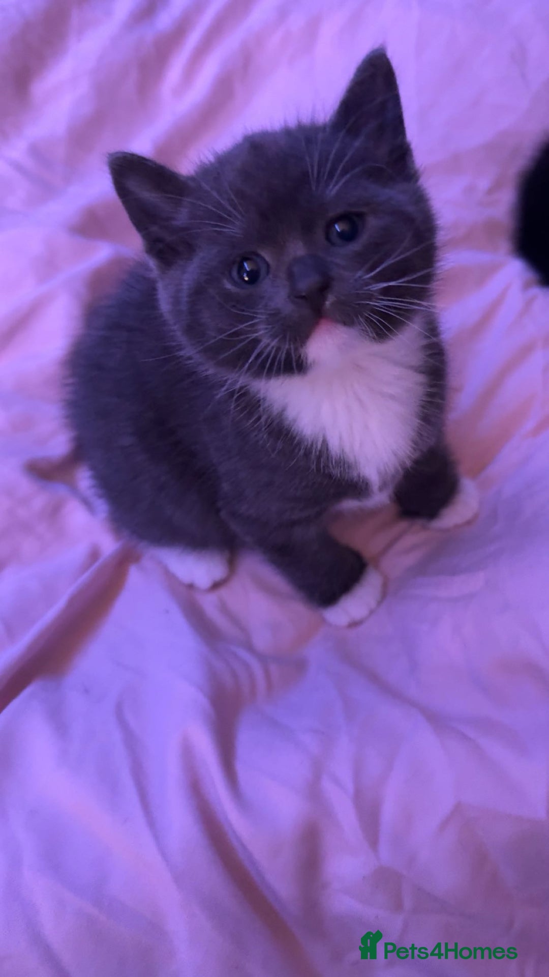 Mixed Breed cats for sale: Last grey kitten - Advert 2