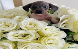 Miniature Dachshund dogs for sale: Micro mini dachshund  - Image 32