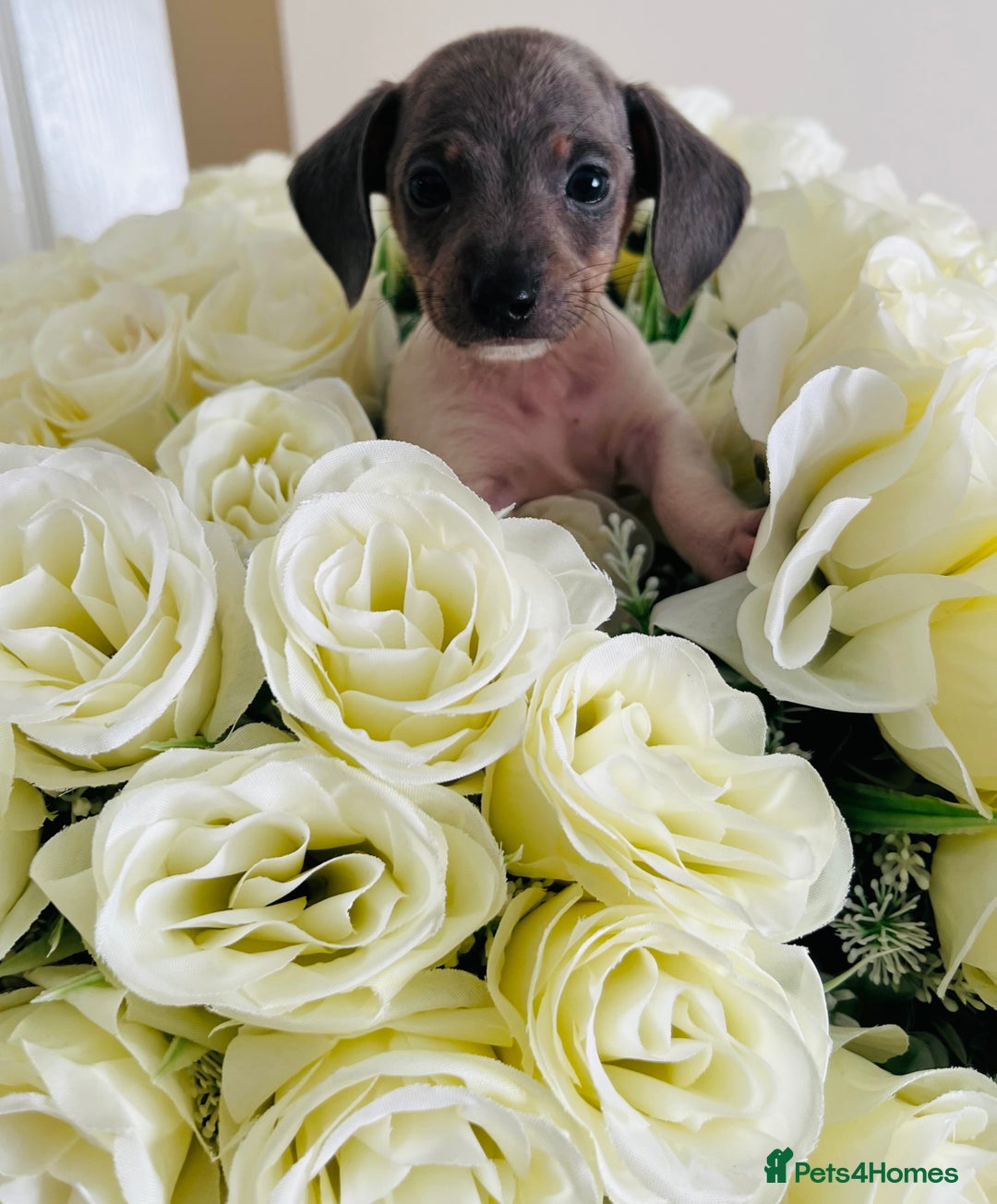 Miniature Dachshund dogs for sale: Micro mini dachshund  - Image 32