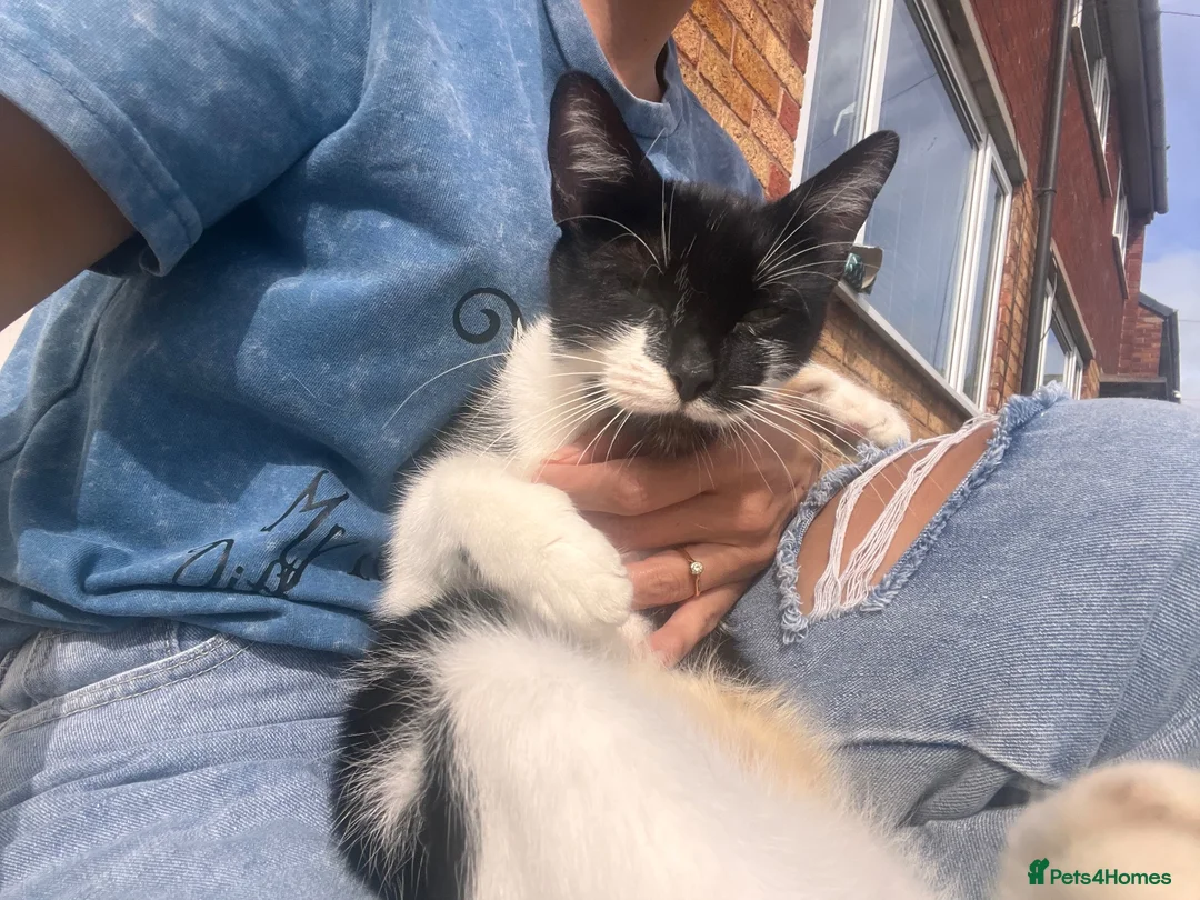 Mixed Breed cats for sale: Ready now last 2 Beautiful kittens - Advert 2