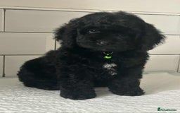 Cockapoo dogs for sale: Nobody chose me - Image 8