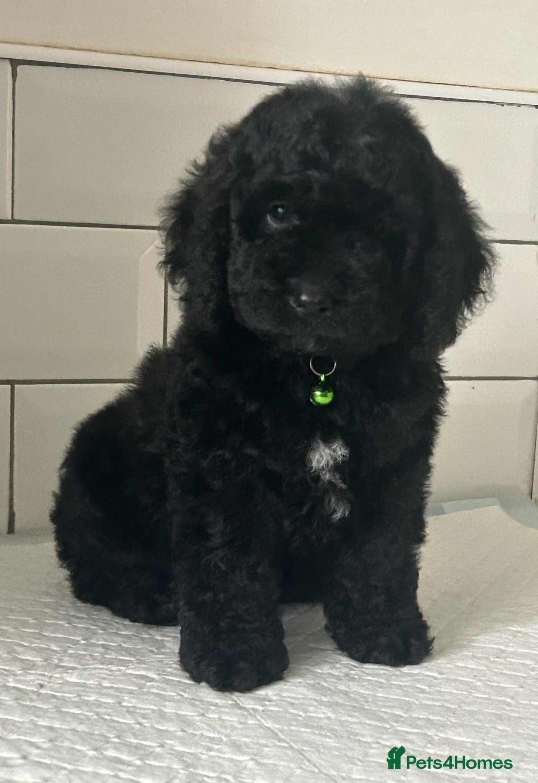 Cockapoo dogs for sale: Nobody chose me - Image 8