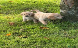 Labrador Retriever dogs for sale: Labrador puppies - Image 11