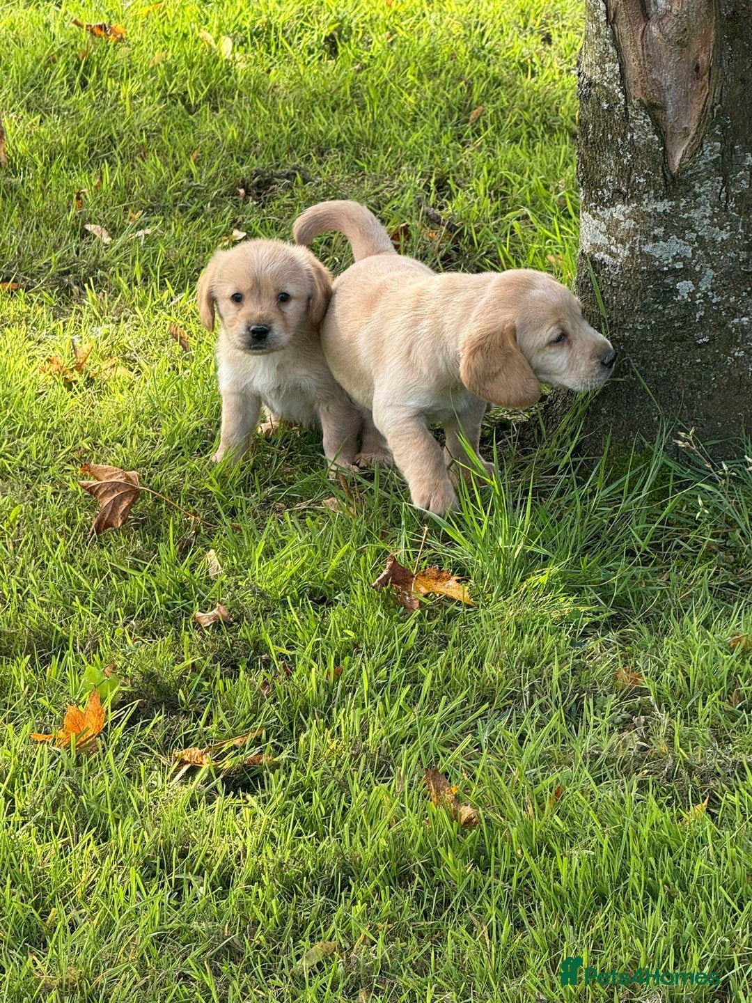 Labrador Retriever dogs for sale: Labrador puppies - Image 11