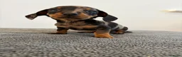 Dachshund dogs for sale: Beautiful Dachshund puppies  - Advert 15