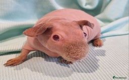 Guinea Pig rodents for sale: Three skinny guinea pigs (females) - Image 5