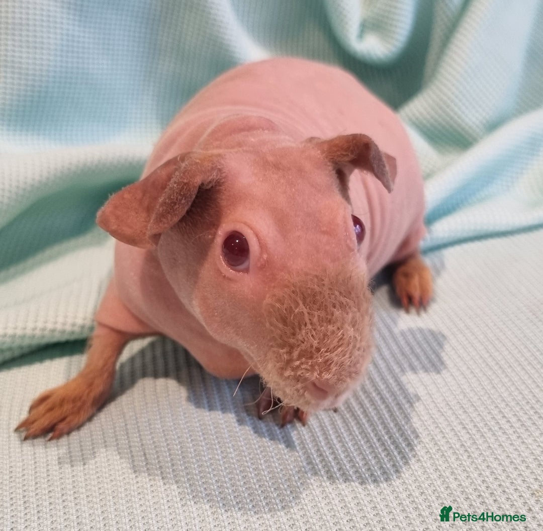 Guinea Pig rodents for sale: Three skinny guinea pigs (females) - Image 5