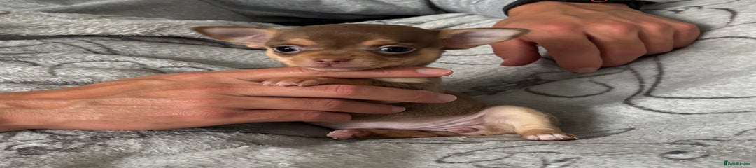 Chihuahua Puppy 3