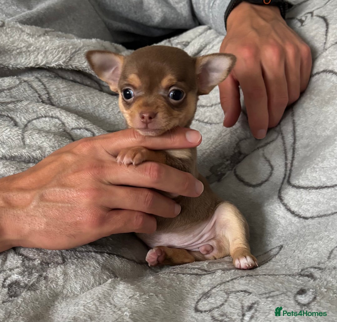 Chihuahua dogs for sale: Smooth Chihuahua puppies  - Image 11